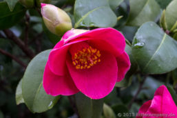 Kamelienblüte