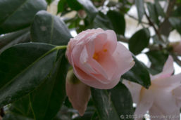 Blüte einer anderen Kamelie