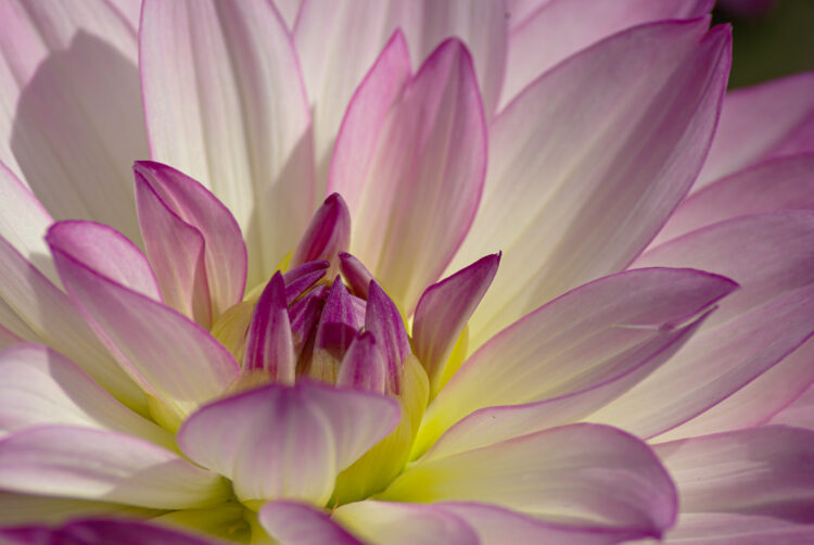 Nahaufnahme einer Dahlienblüte