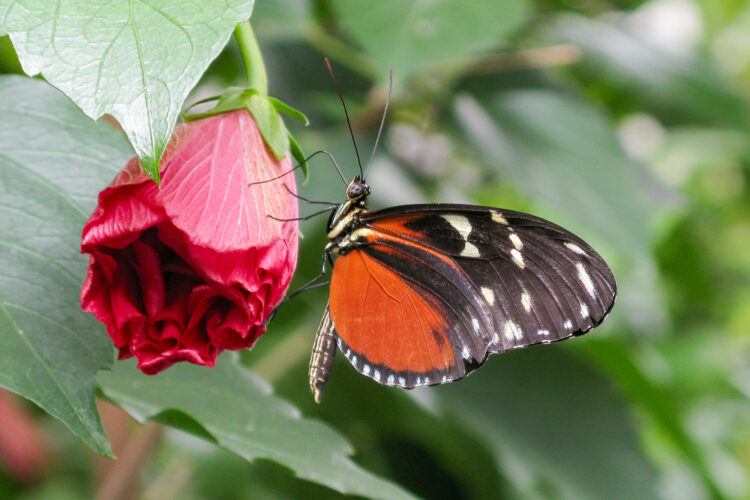 Ein Schmetterling hängt an einer geschlossenen Blüte