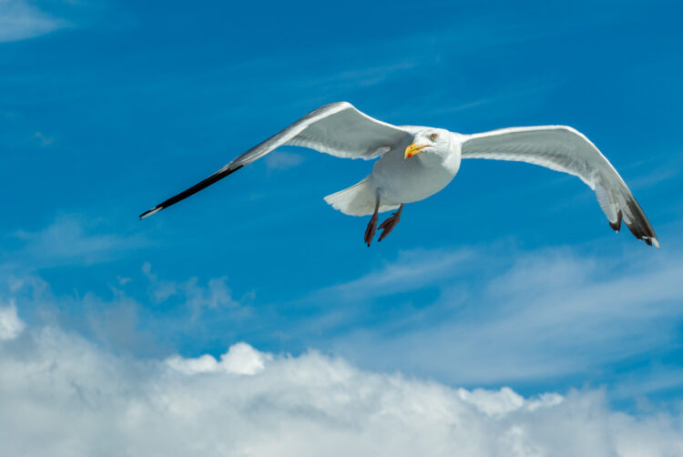 Eine Möwe im Flug